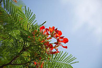 基建模拟《吸血鬼氏族》7分钟演示 踏入19世纪巴黎